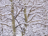 Trembling Aspens (populus Tremuloides) in Winter  Sudbury Ontario  Canada