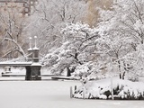 Snow covered trees with a footbridge in a public park  Boston Public Garden  Boston  Massachusetts 