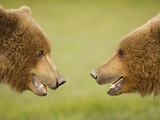 Brown Bears Facing Off at Hallo Bay
