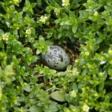 Arctic tern egg in nest