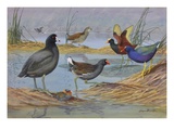 A Painting of Several Species of Marsh Birds