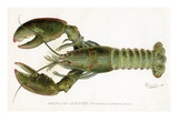 American Lobster (Homarus Americanus