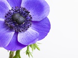 Purple Anemone flower