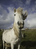 Wild Eriskay ponies grazing in village