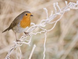 European robin perched on frost covered grass