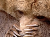 Sad Grizzly Bear