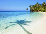 Shadow of palm tree on water