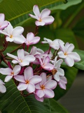 Pink frangipani in bloom