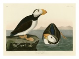 Large Billed Puffin
