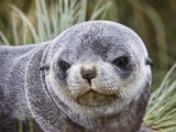 Antarctic Fur Seal (Arctocephalus gazella) pup on Prion Island in the Bay of Isles on the island of