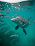 Atlantic bottlenose dolphin