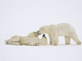 Polar Bears Playing