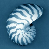 Nautilus Shell