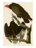 Turkey Buzzard