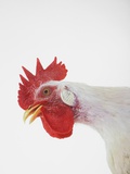 Rooster