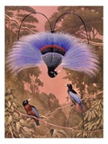 Blue Bird of Paradise performs courtship display hanging upside down