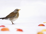 Fieldfare standing among apples in the snow