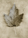 Maple Leaf