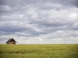 Barley Field and Abandoned Farmhouse  Raymore  Saskatchewan  Canada