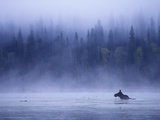 Moose Swimming in Bowron Lake Provincial Park  British Columbia  Canada