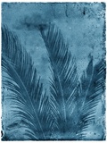 Sago Palm