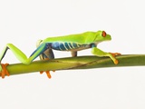 Tree frog on stem