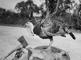 Side profile of a turkey and axe on a tree stump