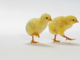 Yellow Chicks Baby Chickens