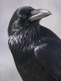 Common Raven  Jasper National Park  Alberta Canada
