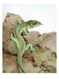 Illustration of Lizard by Edward Julius Detmold