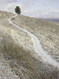 Snowy ranch road and lone tree in Inyo National Forest