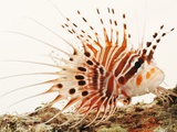 Spotfin lionfish