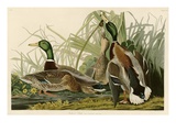 Mallard Duck
