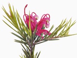 Pink Spider flower