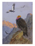 A Painting of Adult and Immature California Condors