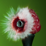 Raspberry Impact