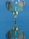 An adult male common kingfisher  Alcedo atthis  dives into the water