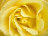 Yellow Rose