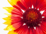 Blanketflower