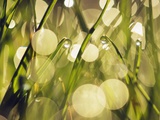 Leaves of grass with dew drops