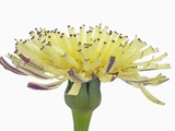 Urospermum flower (urospermum dalechampii)