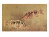 Painting of two grouper fish