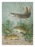Northern pike bites hook; black bass and yellow perch swim nearby