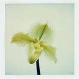 Yellow Lady Slipper Orchid