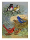 A Painting of Grosbeaks and Cardinals