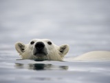 Swimming Polar Bear at Half Moon Island in Svalbard