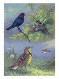 Painting of an eastern cowbird pair and eastern meadowlarks