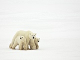 Mother and Cubs Walking
