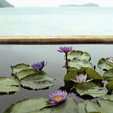 Water lilies in pond by ocean