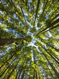 Old growth cedar  hemlock  fir and Sitka spruce forest in fall